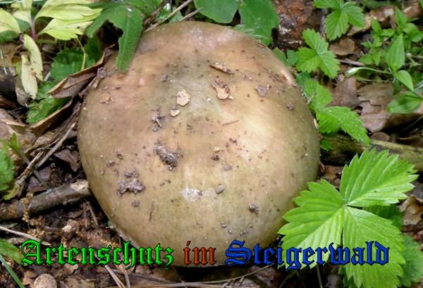 Copyright AiS / 2009 - Albert Meier Bild zum Eintrag (29035-160)