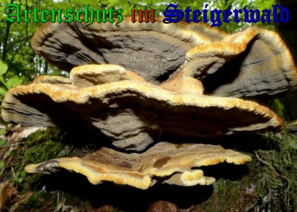Copyright AiS / 2009 - Albert Meier Bild zum Eintrag (29038-160)
