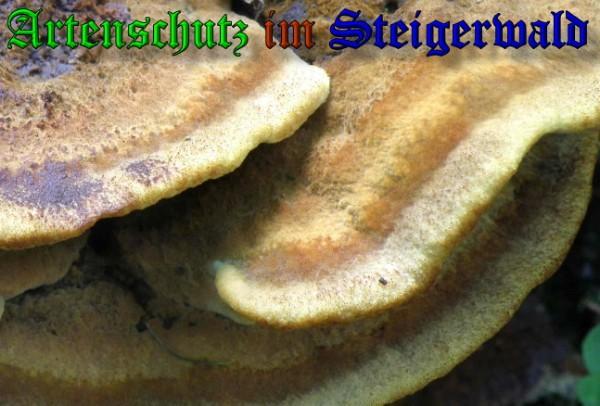 Copyright AiS / 2009 - Albert Meier Bild zum Eintrag (29039-160)