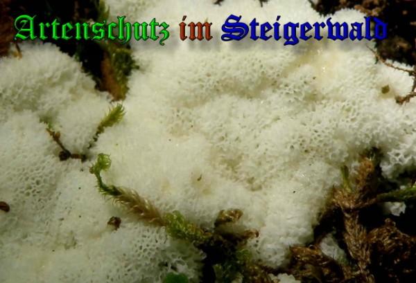Copyright AiS / 2009 - Albert Meier Bild zum Eintrag (29045-160)