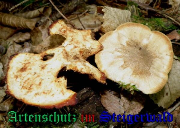 Copyright AiS / 2009 - Albert Meier Bild zum Eintrag (29053-160)