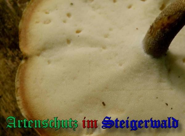 Copyright AiS / 2009 - Albert Meier Bild zum Eintrag (29054-160)