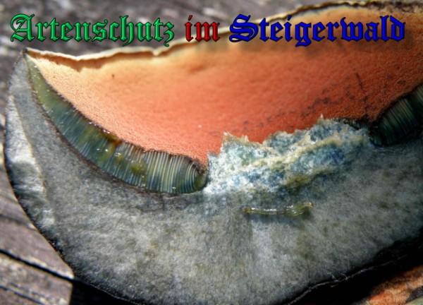 Copyright AiS / 2009 - Albert Meier Bild zum Eintrag (29057-160)