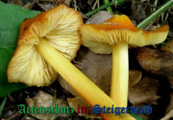 Copyright AiS / 2009 - Albert Meier Bild zum Eintrag (29059-160)