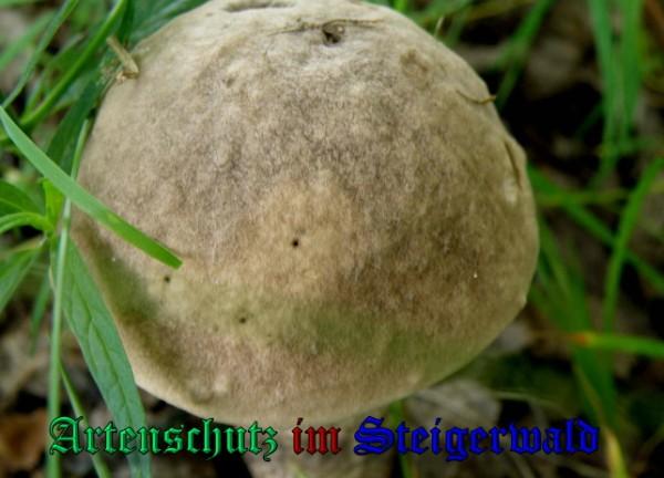 Copyright AiS / 2009 - Albert Meier Bild zum Eintrag (29062-160)