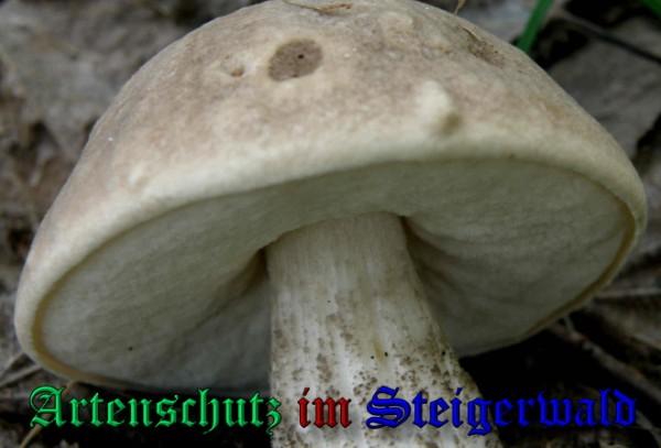 Copyright AiS / 2009 - Albert Meier Bild zum Eintrag (29063-160)