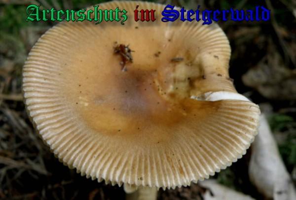 Copyright AiS / 2009 - Albert Meier Bild zum Eintrag (29067-160)