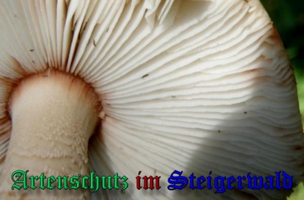 Copyright AiS / 2009 - Albert Meier Bild zum Eintrag (29070-160)