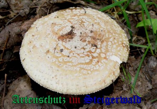 Copyright AiS / 2009 - Albert Meier Bild zum Eintrag (29071-160)
