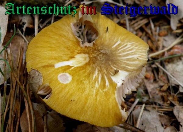 Copyright AiS / 2009 - Albert Meier Bild zum Eintrag (29074-160)