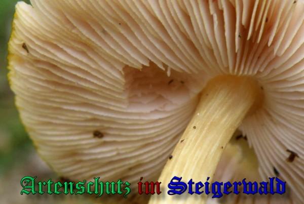 Copyright AiS / 2009 - Albert Meier Bild zum Eintrag (29075-160)