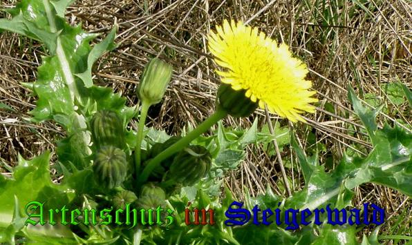 Copyright AiS- Albert Meier Bild zum Eintrag (31985-160)