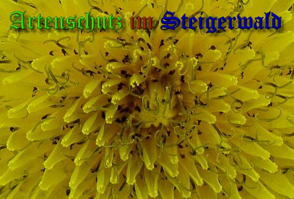 Copyright AiS- Albert Meier Bild zum Eintrag (31986-160)