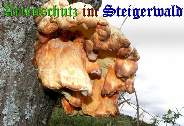Copyright AiS- Albert Meier Bild zum Eintrag (32360-160)