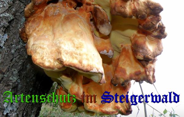 Copyright AiS- Albert Meier Bild zum Eintrag (32361-160)