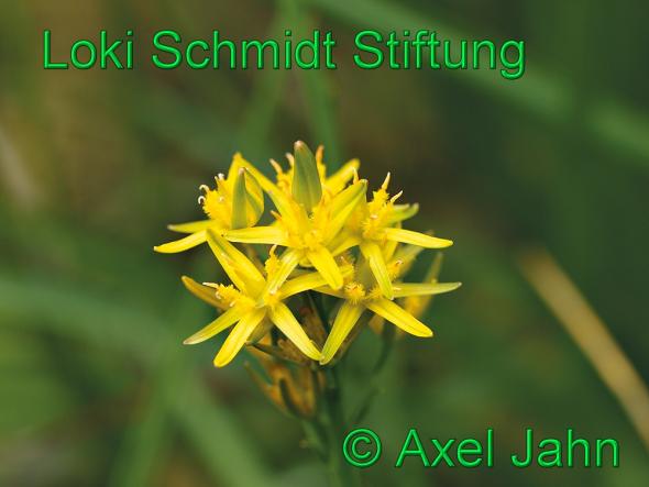 Copyright AiS - Axel Jahn Bild zum Eintrag (33167-160)