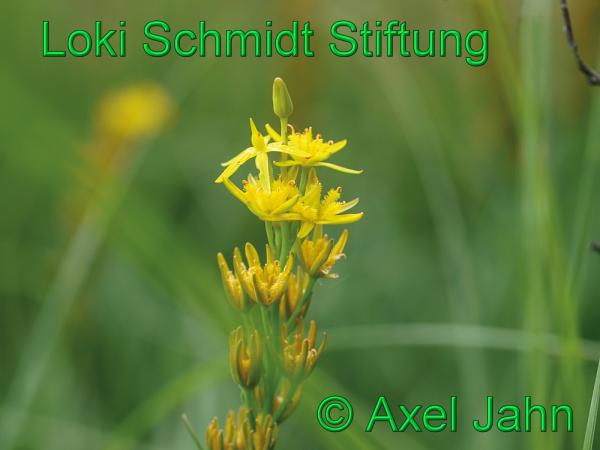 Copyright AiS - Axel Jahn Bild zum Eintrag (33168-160)