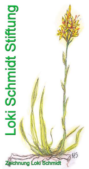 Copyright AiS - Zeichnung Loki Schmidt Bild zum Eintrag (33169-160)