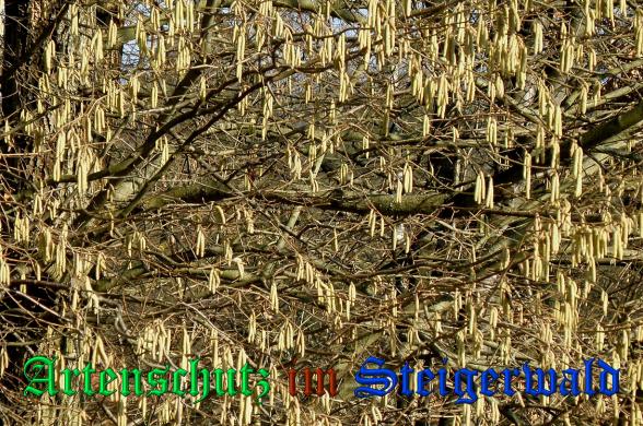 Copyright AiS Albert Meier Bild zum Eintrag (35338-160)