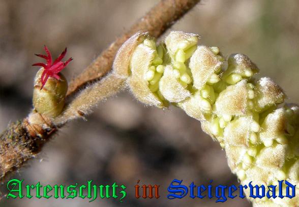 Copyright AiS- Albert Meier Bild zum Eintrag (35339-160)