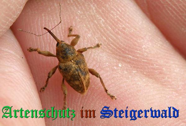 Copyright AiS- Albert Meier Bild zum Eintrag (35341-160)