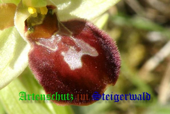 Copyright AiS- Albert Meier Bild zum Eintrag (36681-160)