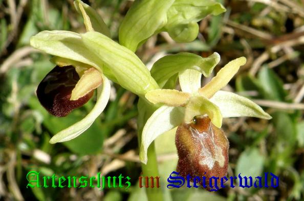 Copyright AiS- Albert Meier Bild zum Eintrag (36682-160)