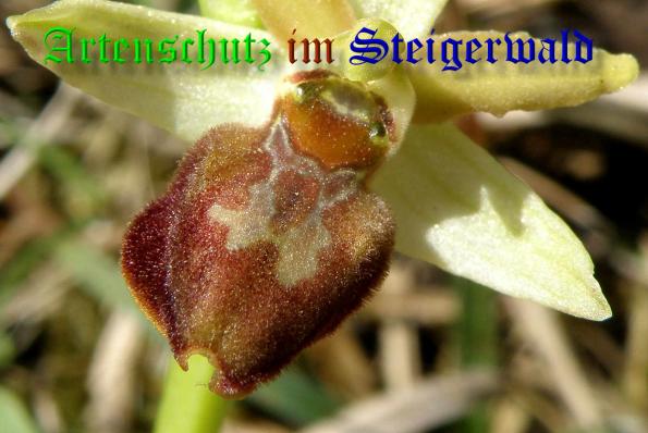 Copyright AiS- Albert Meier Bild zum Eintrag (36683-160)