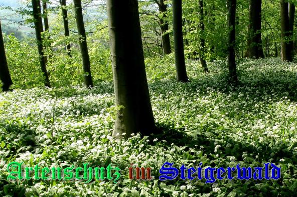Copyright AiS- Albert Meier Bild zum Eintrag (37093-160)