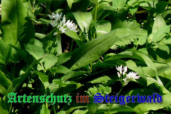 Copyright AiS- Albert Meier Bild zum Eintrag (37095-160)