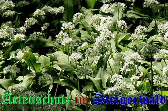 Copyright AiS- Albert Meier Bild zum Eintrag (37102-160)