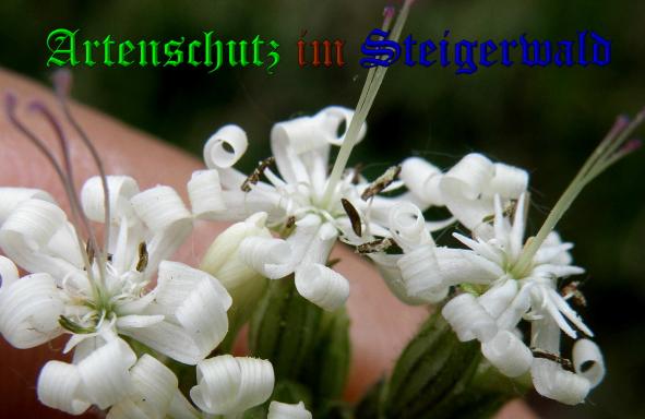 Copyright AiS- Albert Meier Bild zum Eintrag (37651-160)