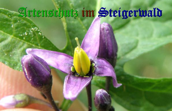 Copyright AiS- Albert Meier Bild zum Eintrag (37666-160)
