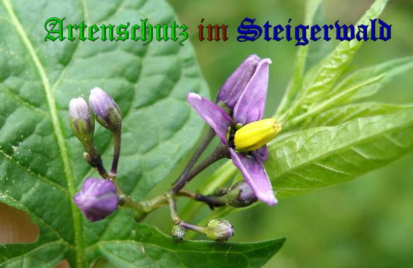 Copyright AiS- Albert Meier Bild zum Eintrag (37667-160)