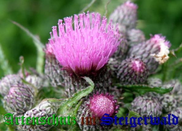 Copyright AiS- Albert Meier Bild zum Eintrag (38004-160)