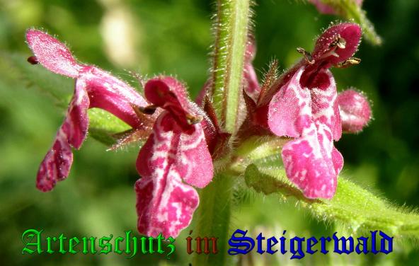 Copyright AiS- Albert Meier Bild zum Eintrag (38018-160)