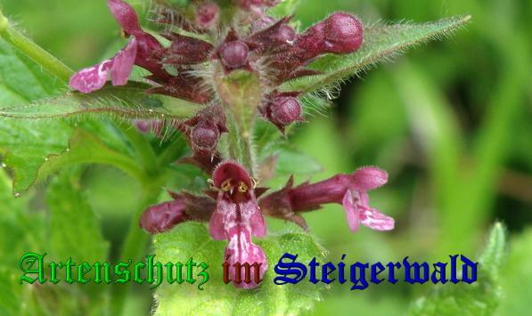 Copyright AiS- Albert Meier Bild zum Eintrag (38019-160)