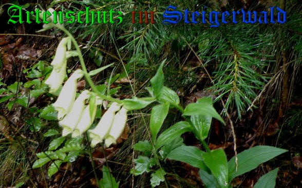 Copyright AiS- Albert Meier Bild zum Eintrag (39021-160)