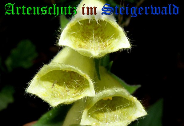 Copyright AiS- Albert Meier Bild zum Eintrag (39022-160)