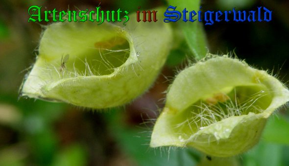 Copyright AiS- Albert Meier Bild zum Eintrag (39023-160)