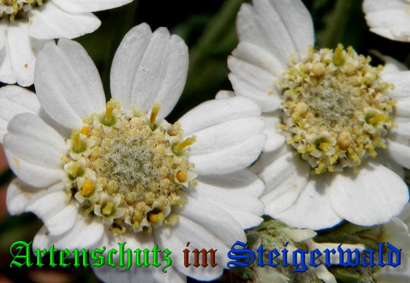 Copyright AiS- Albert Meier Bild zum Eintrag (39042-160)