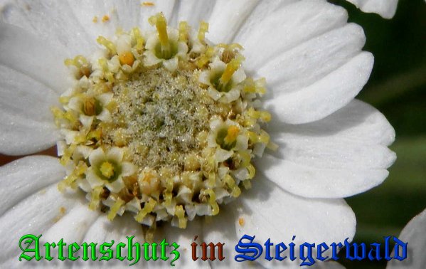 Copyright AiS- Albert Meier Bild zum Eintrag (39044-160)
