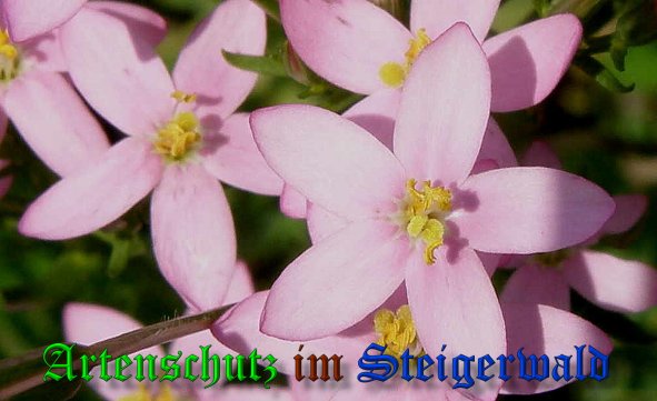 Copyright AiS- Albert Meier Bild zum Eintrag (39067-160)