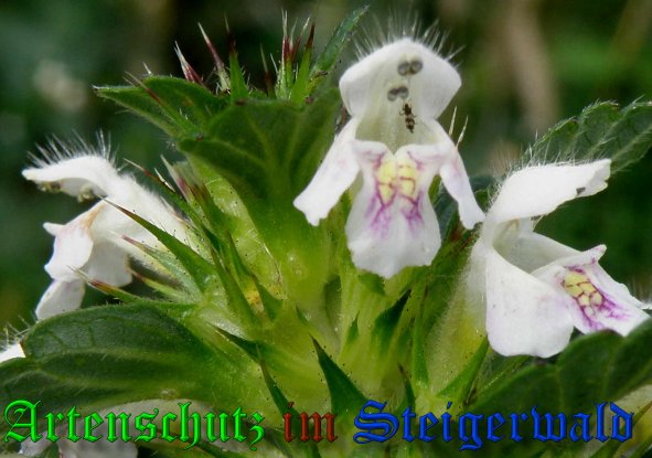 Copyright AiS- Albert Meier Bild zum Eintrag (39076-160)