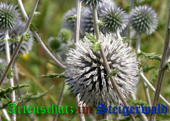 Copyright AiS- Albert Meier Bild zum Eintrag (39083-160)