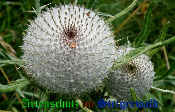 Copyright AiS- Albert Meier Bild zum Eintrag (39105-160)