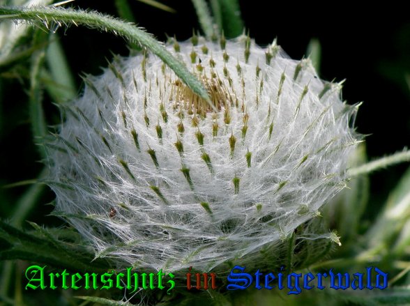 Copyright AiS- Albert Meier Bild zum Eintrag (39106-160)