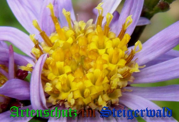 Copyright AiS- Albert Meier Bild zum Eintrag (39110-160)