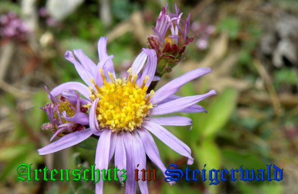 Copyright AiS- Albert Meier Bild zum Eintrag (39111-160)