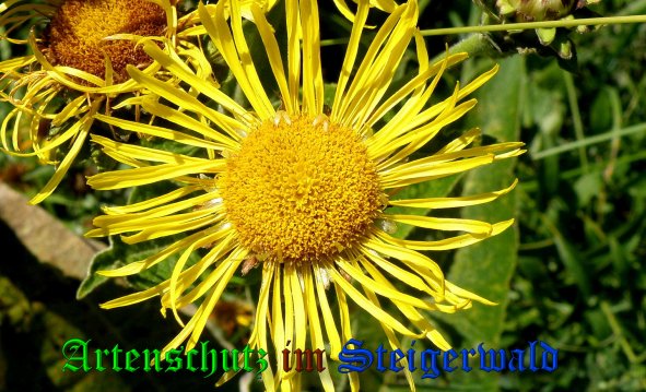 Copyright AiS- Albert Meier Bild zum Eintrag (39184-160)